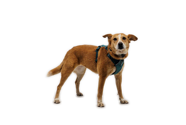 Ruffwear Front Range Flex Harness