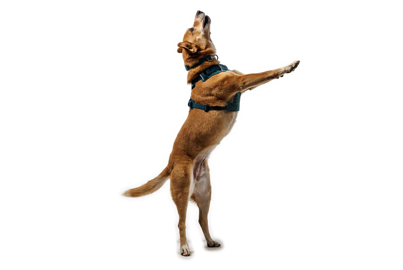 Ruffwear Front Range Flex Harness