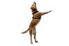 Ruffwear Front Range Flex Harness