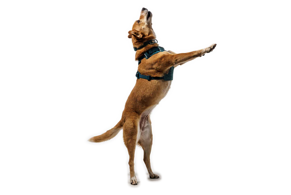 Ruffwear Front Range Flex Harness