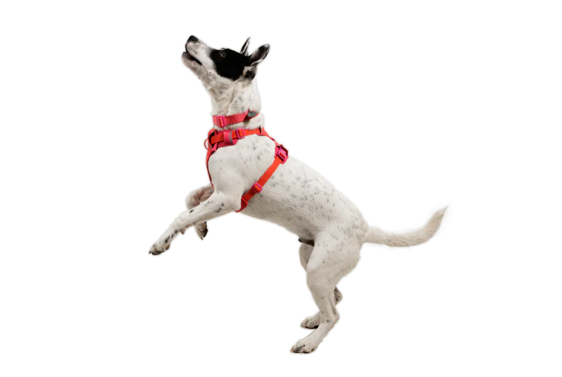 Ruffwear Front Range Flex Harness