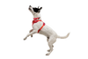 Ruffwear Front Range Flex Harness