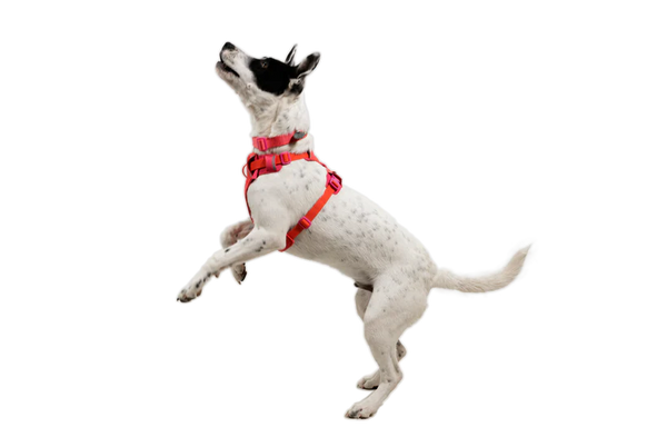 Ruffwear Front Range Flex Harness