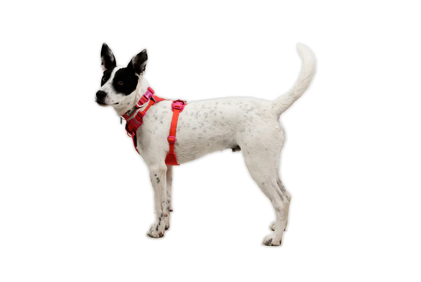 Ruffwear Front Range Flex Harness
