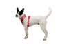 Ruffwear Front Range Flex Harness
