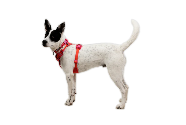 Ruffwear Front Range Flex Harness