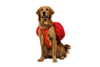 Ruffwear Palisades Pack