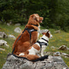 ⚡️ EzyDog Express Harness