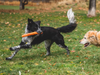 Ruffwear Gnawt-a-Stick Toy