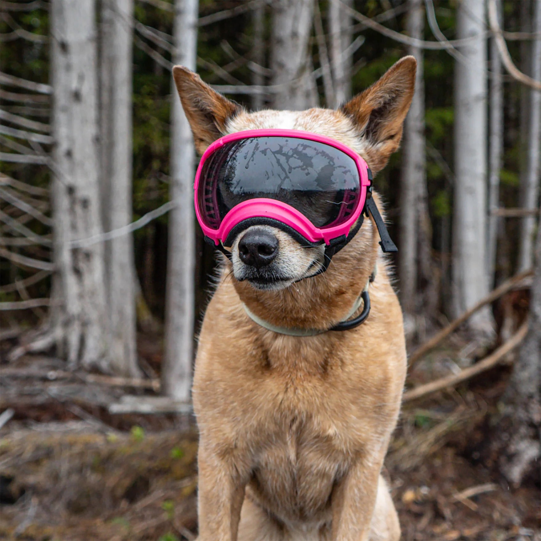 Rex Specs Dog Goggles V2