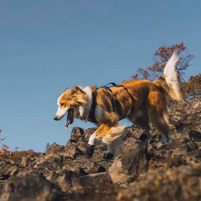 Ruffwear Ridgeline Dog Shoes  (2 Dog Shoes)
