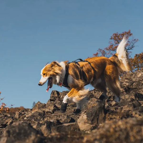Ruffwear Ridgeline Dog Shoes  (2 Dog Shoes)