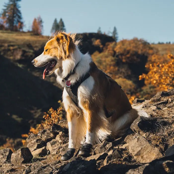 Ruffwear Ridgeline Dog Shoes  (2 Dog Shoes)