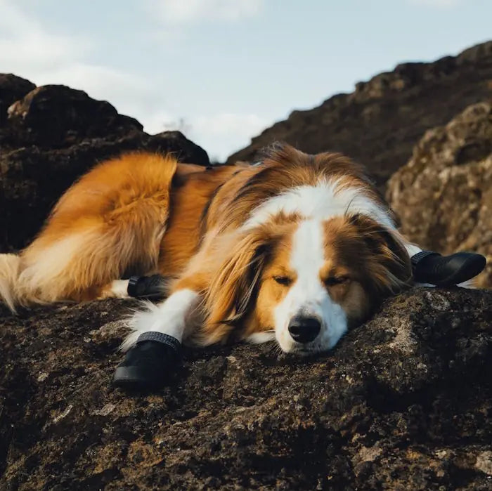 Ruffwear Ridgeline Dog Shoes  (2 Dog Shoes)