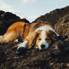 Ruffwear Ridgeline Dog Shoes  (2 Dog Shoes)