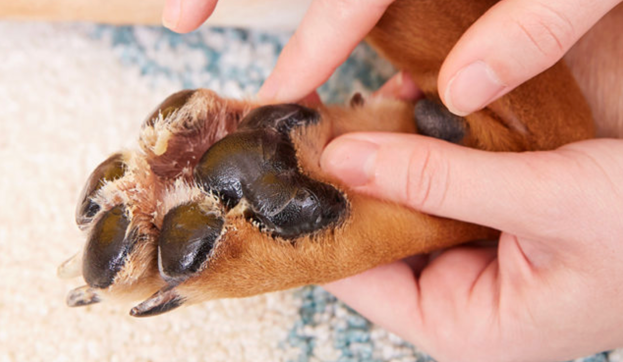 Mushers Secret Wax Paw Protection