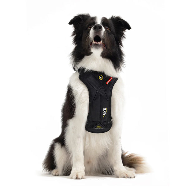 EzyDog Drive Harness