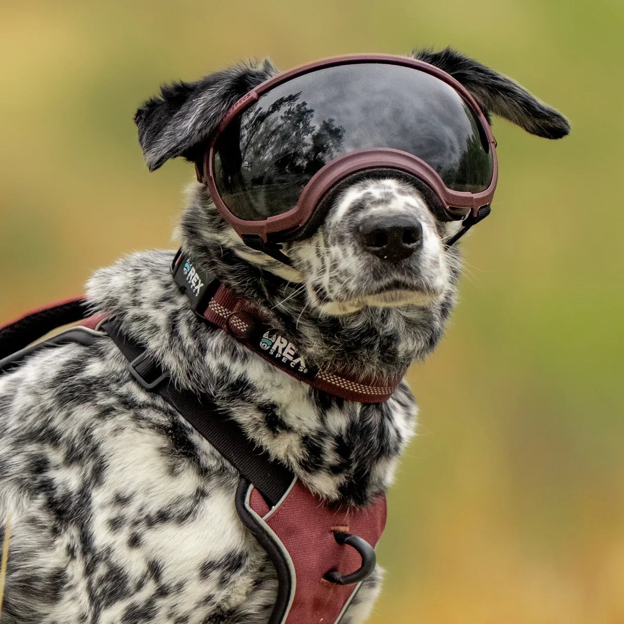 Rex Specs Dog Goggles V2