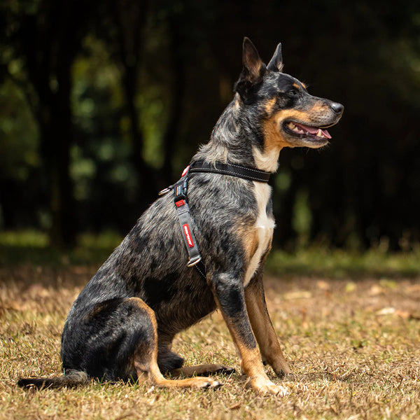 EzyDog CrossCheck Harness