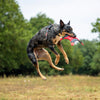 EzyDog CrossCheck Harness