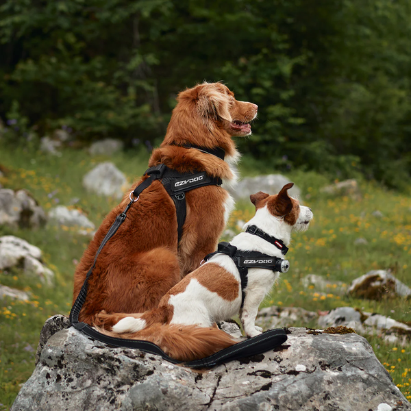 ⚡️ EzyDog Express Harness