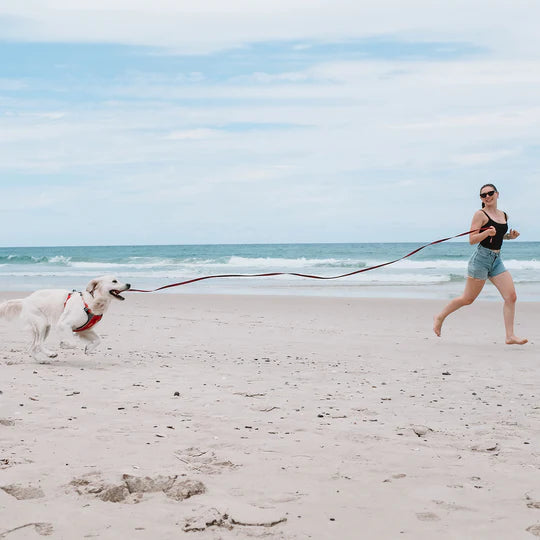 EzyDog Track n Train Leash