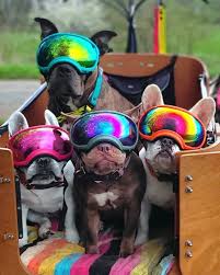 Rex Specs Dog Goggles V2