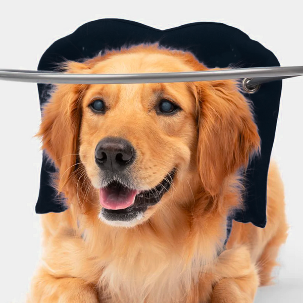 Halo for blind dogs australia hot sale
