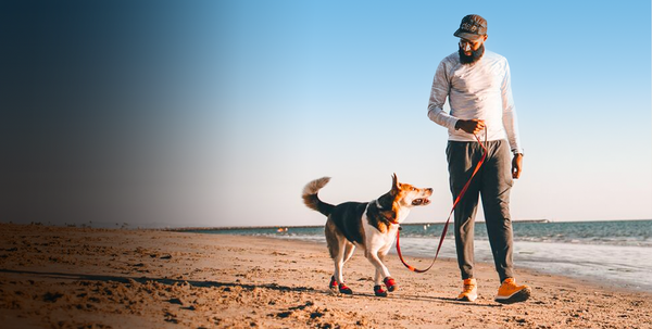 Waggle canine adventure hot sale gear