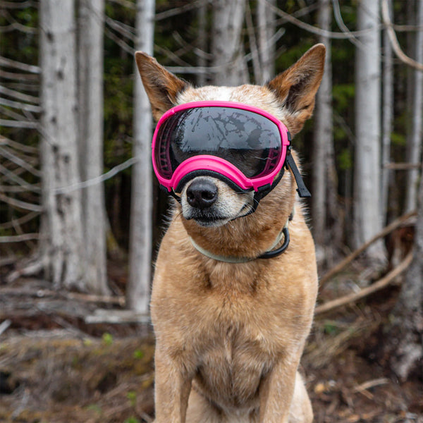 Puppy goggles best sale