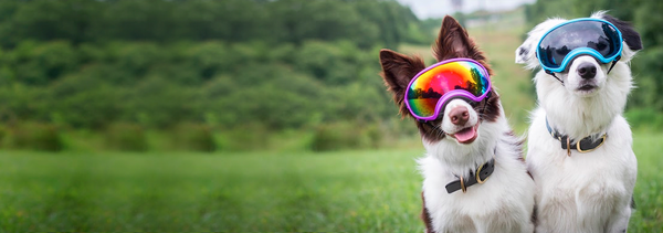 Waggle canine adventure hot sale gear