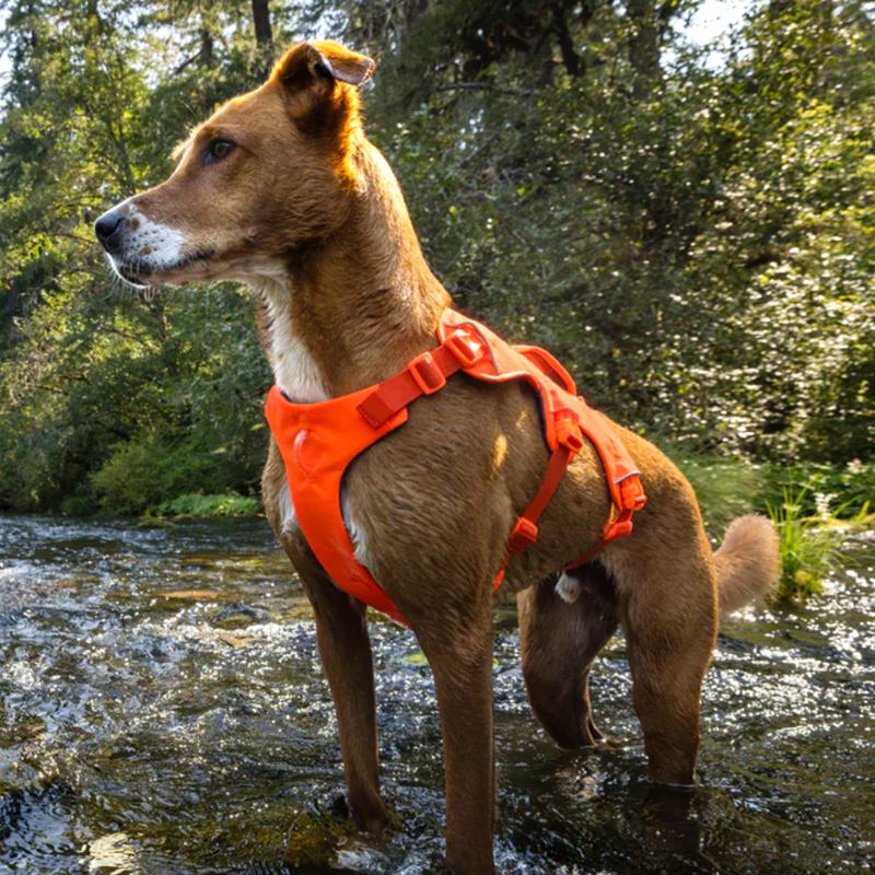 ⚡ Ruffwear Web Master Harness 2025