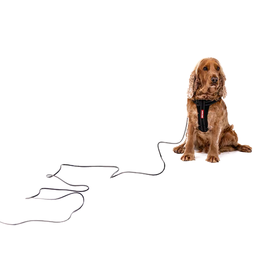 EzyDog Track n Train Slimline Dog Leash