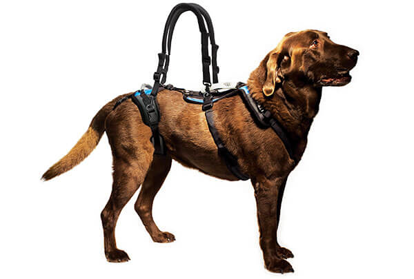 Dual Loop Roop Handle Help'em Up : Walking Loop Handles
