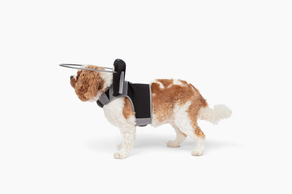 Halo for blind dogs australia best sale