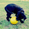 Aussie Dog Tucker Ball