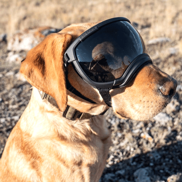 rex spec goggles Rex Specs Dog Goggles V2