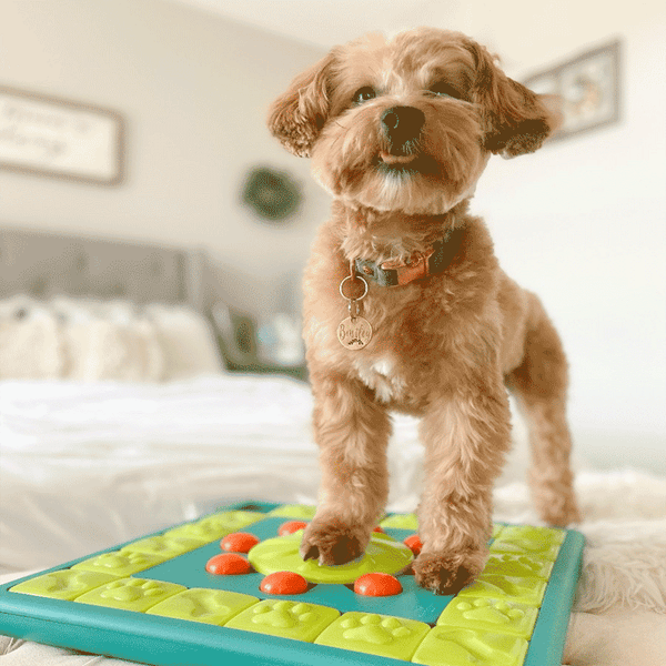 Nina Ottosson Dog Multipuzzle