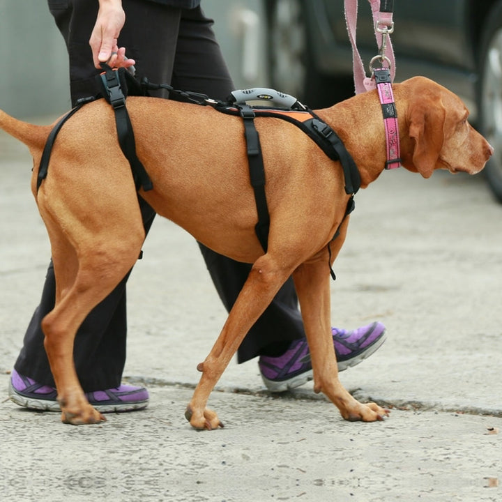 The Help Em Up Dog Lifting Harness