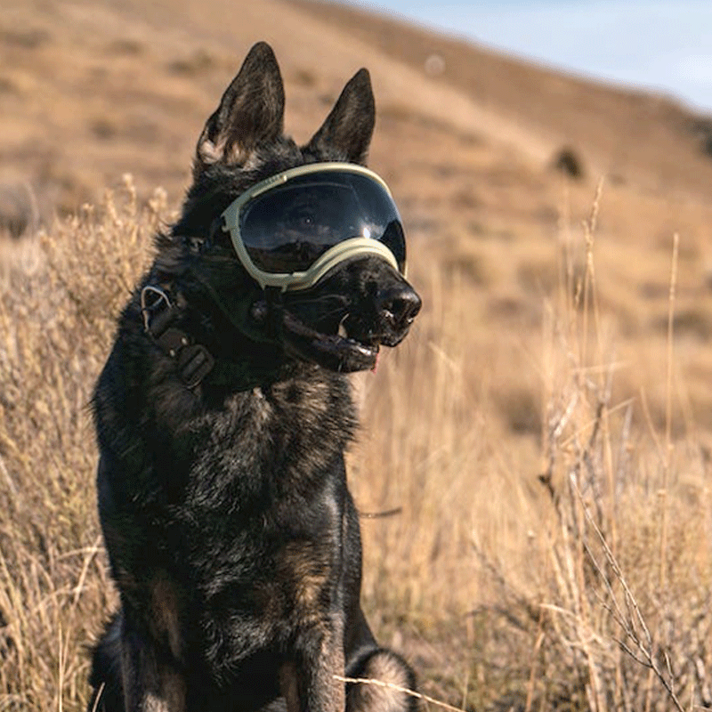 Rex Specs Dog Goggles V2