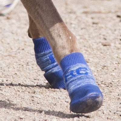 Pawks Sport Indoor / Outdoor Dog Socks