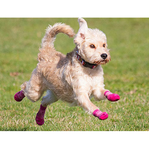 Sporty Pawks Sport Indoor / Outdoor Dog Dog Socks