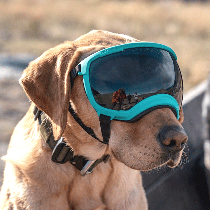 Rex Specs Dog Goggles V2